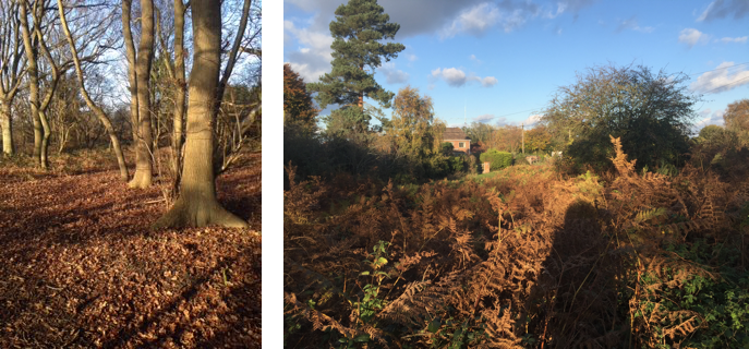 Blaxhall Common photo